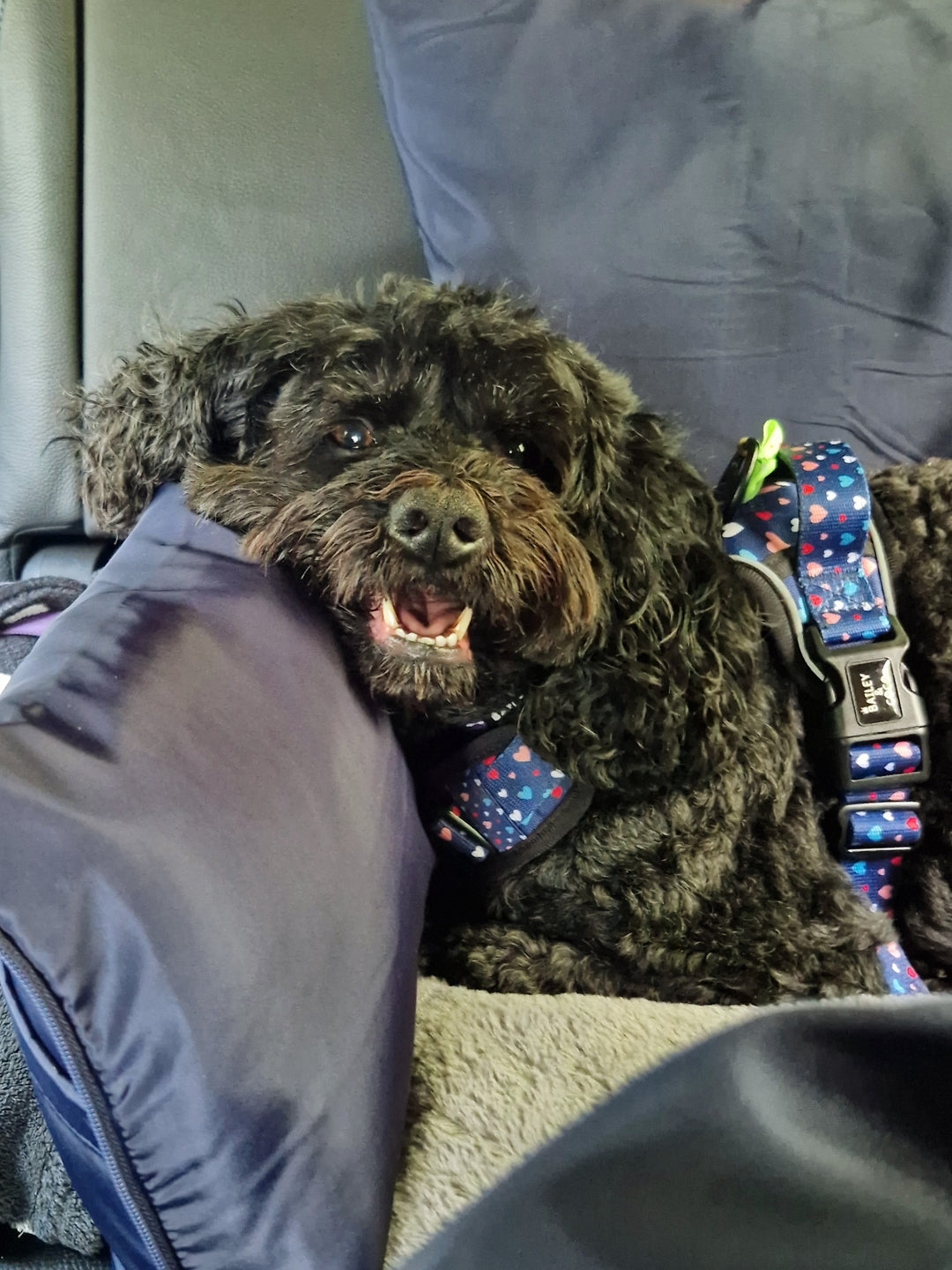 I found the best Dog Car Seat for Long Journeys: Here is what to look for