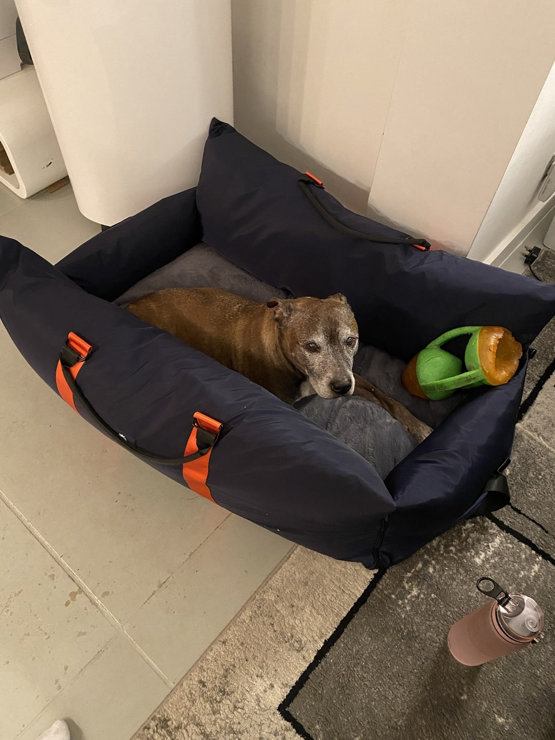 Festive Road Trips: 7 Essential Tips for Traveling with Your Dog This Christmas