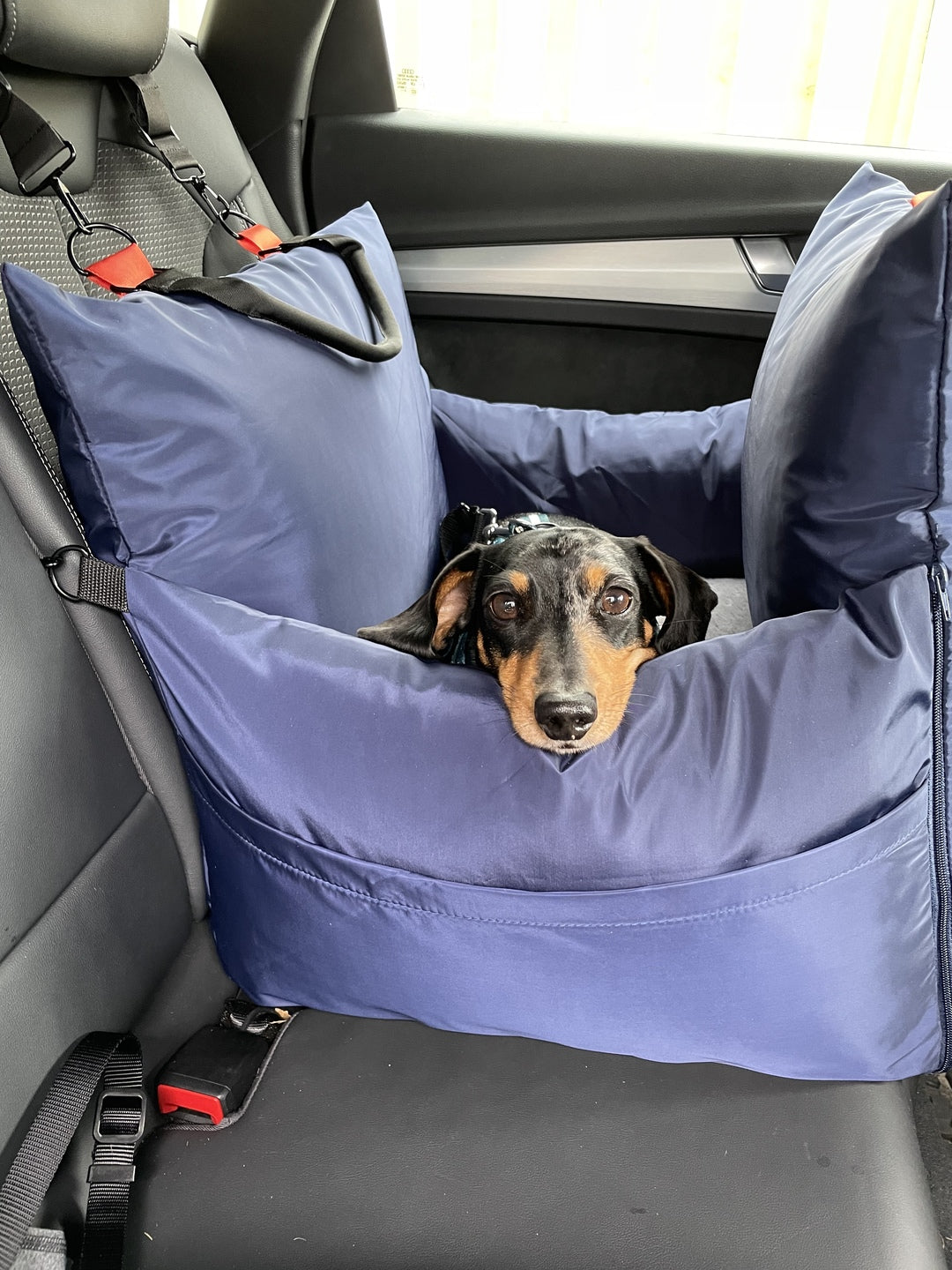 The Ultimate Guide to Dog-Friendly Travel in London: Top Destinations To Visit With Your Dog