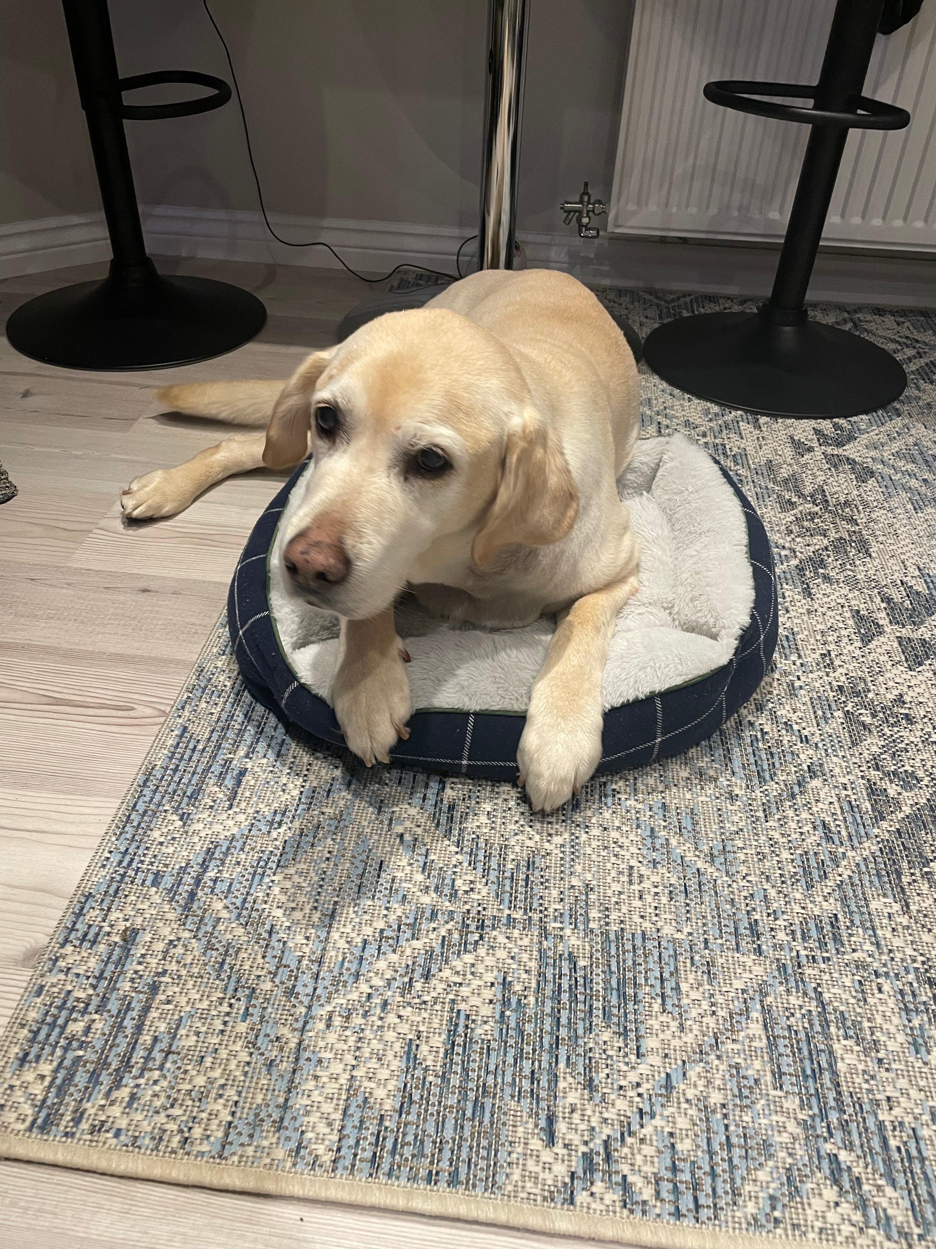 What Is The Best Dog Car Seat for My Senior Dog?