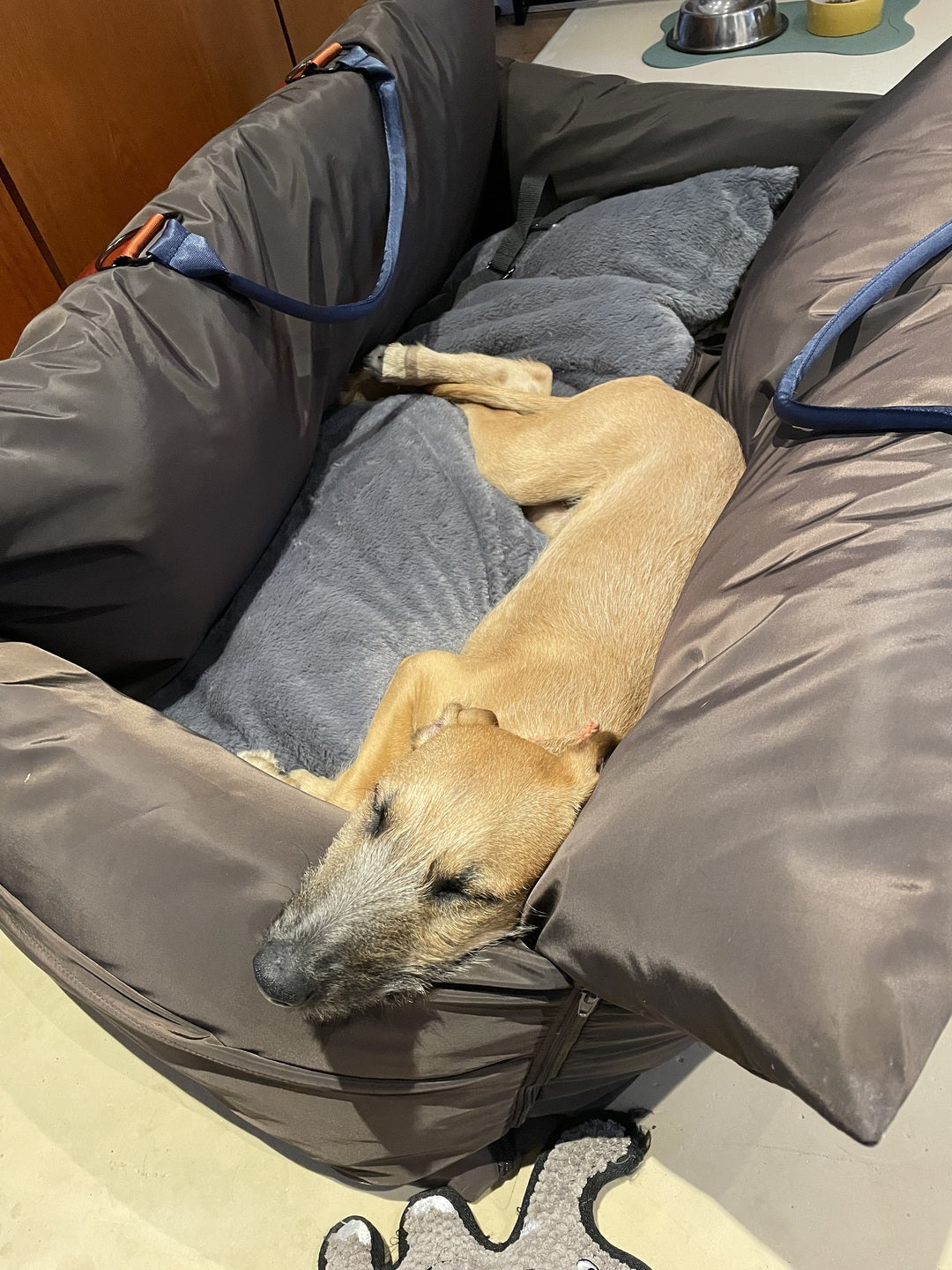 Large Dog in the Car: What Type of Car Seat Is Best?