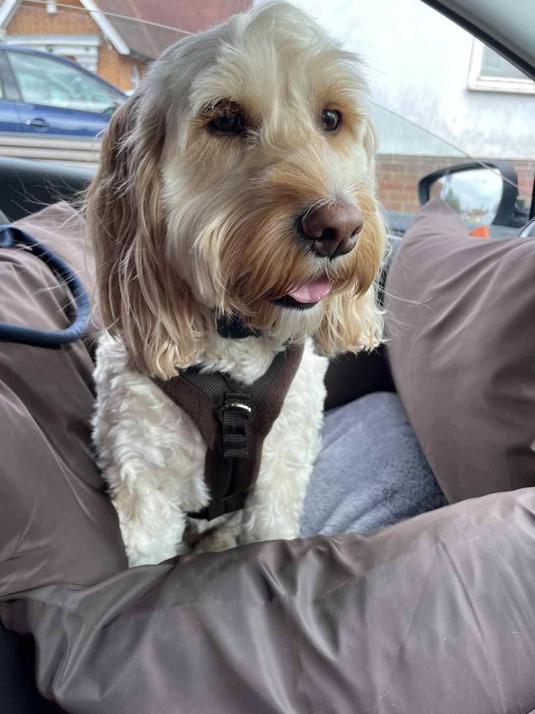 5 Reasons Why You Need a Car Dog Seat for Road Trips