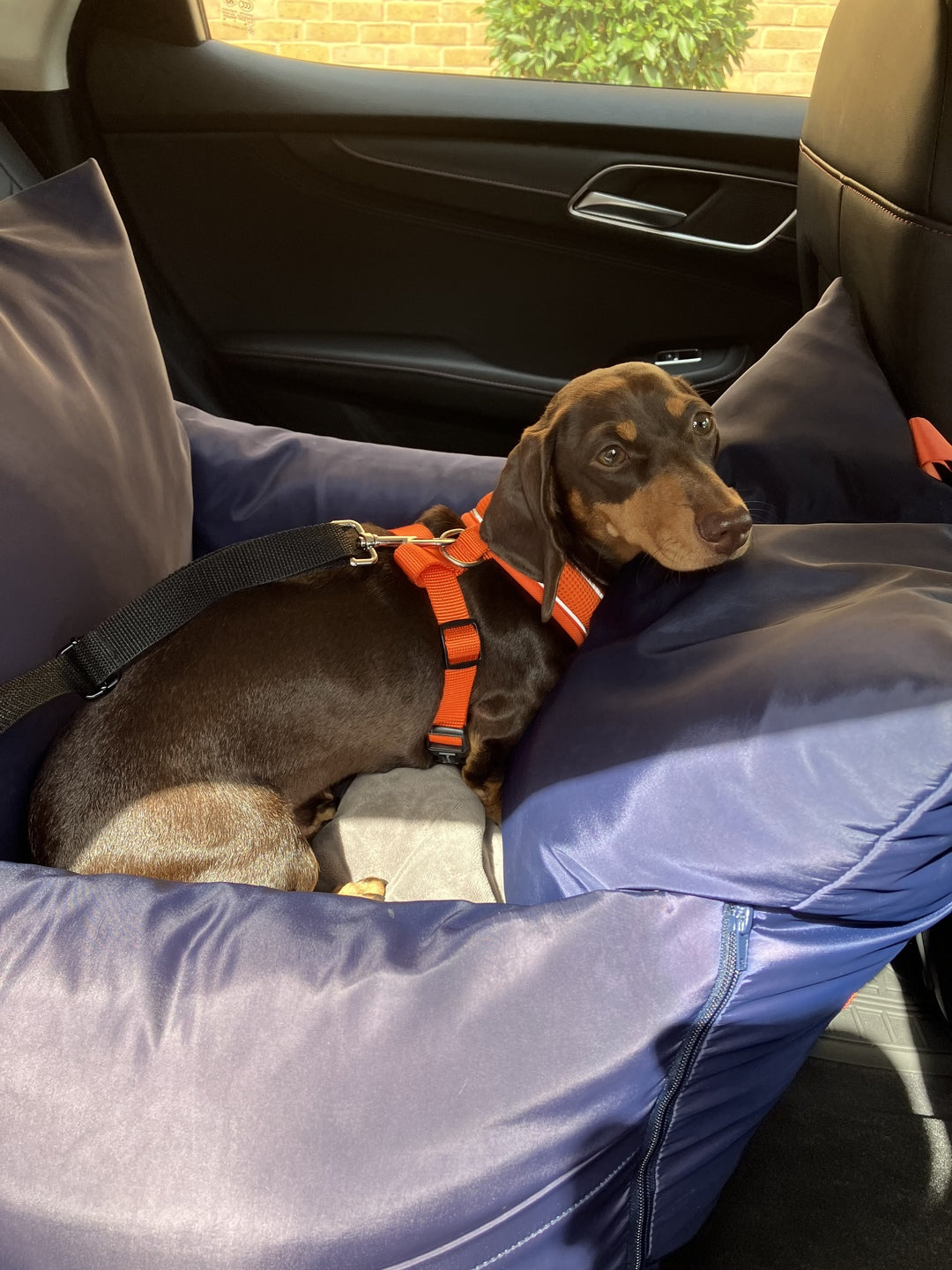 Do I Need a Dog Car Seat or a Dog Car Bed?