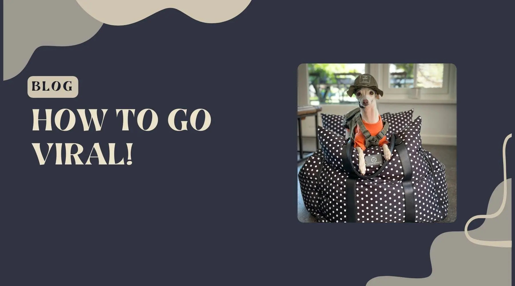 Finding Trending Reels and Content Ideas for Your Dog's Instagram