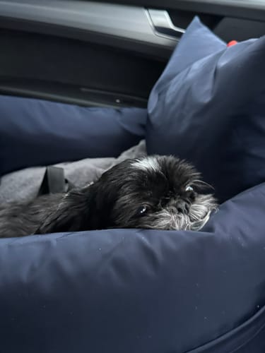 Senior Dog Car Seat