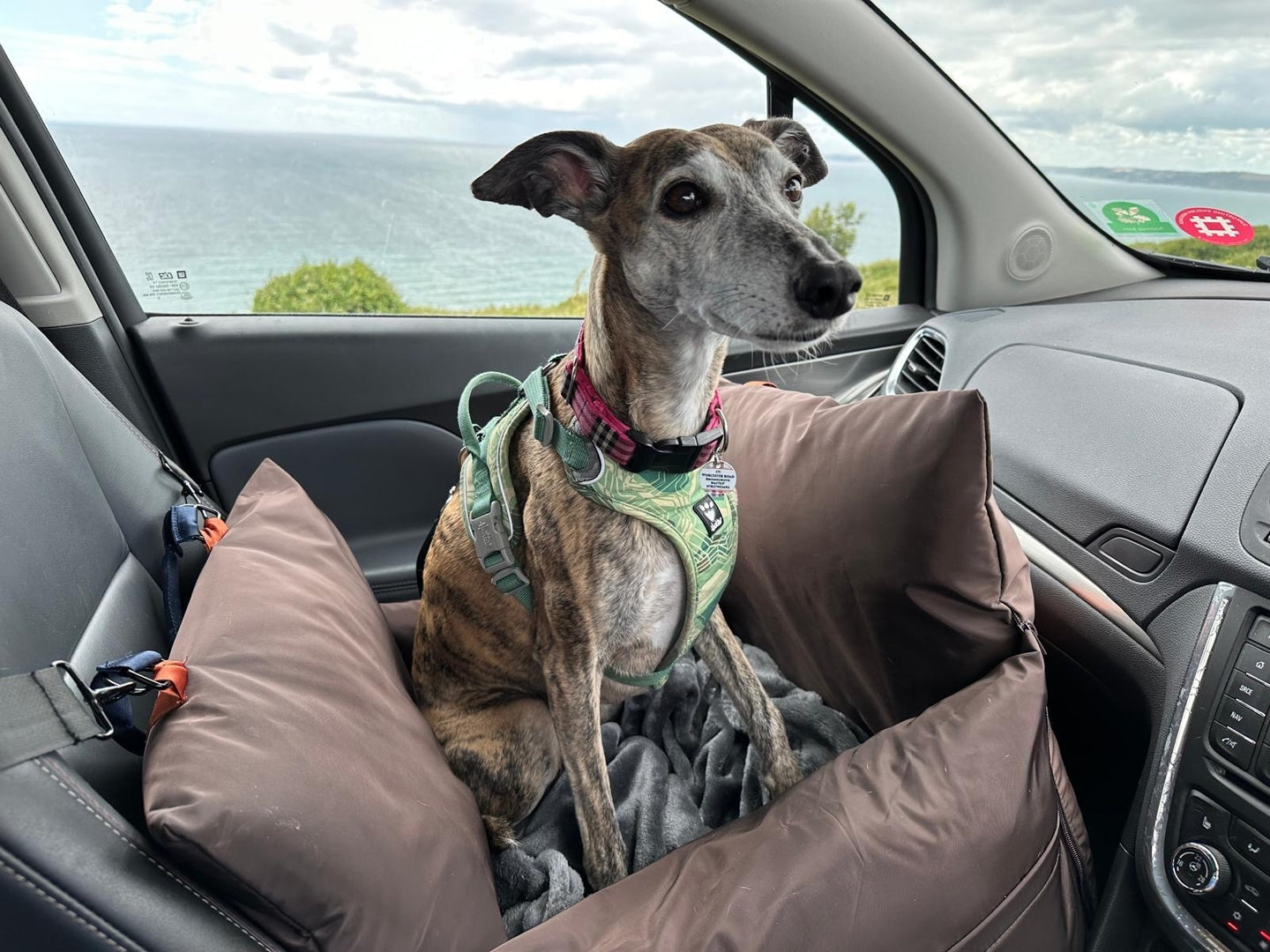 How to Transport a Dog in a Car Without a Crate: A Safe & Comfortable Alternative