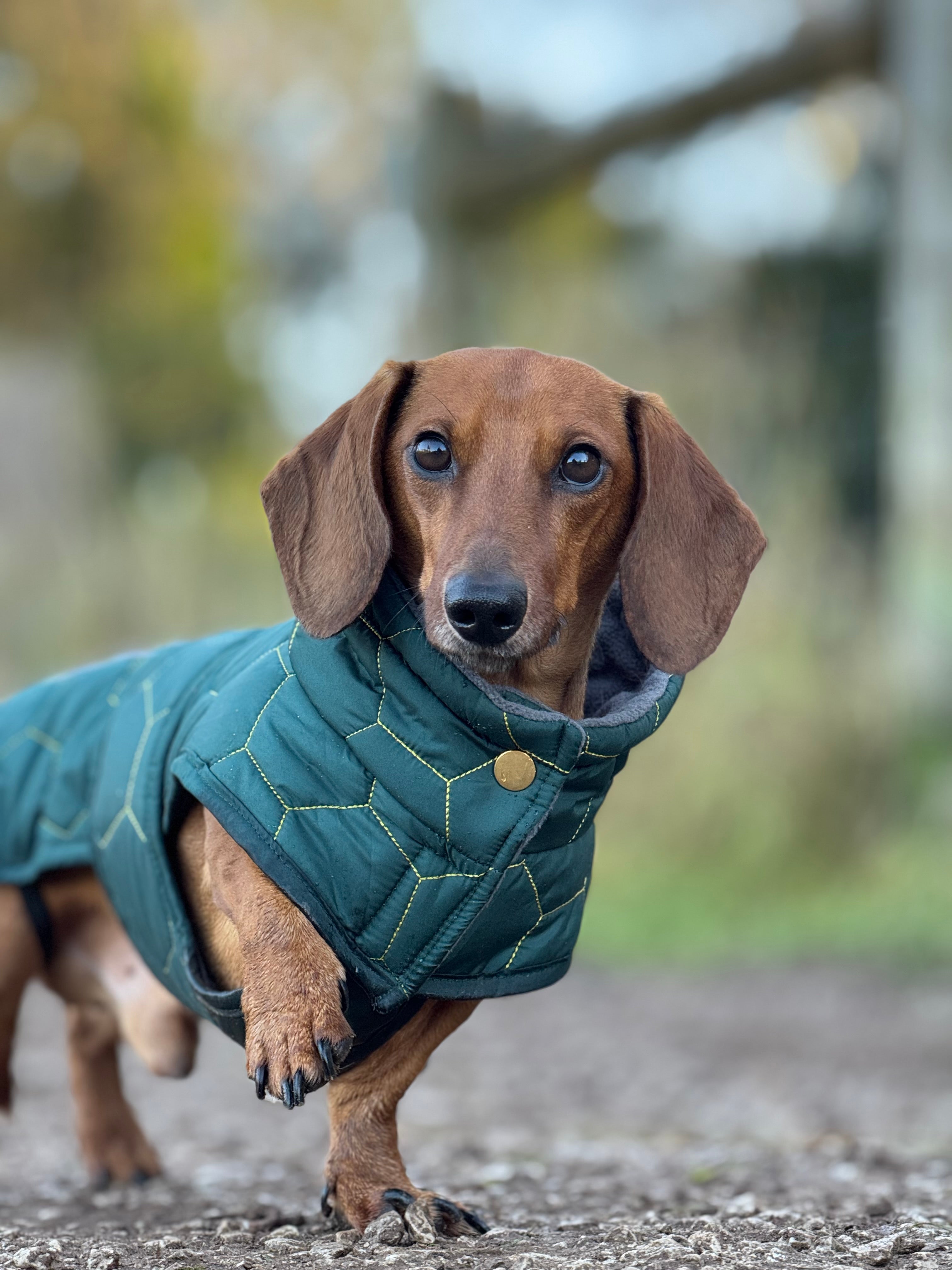 Dachshund Winter Coat Waterproof