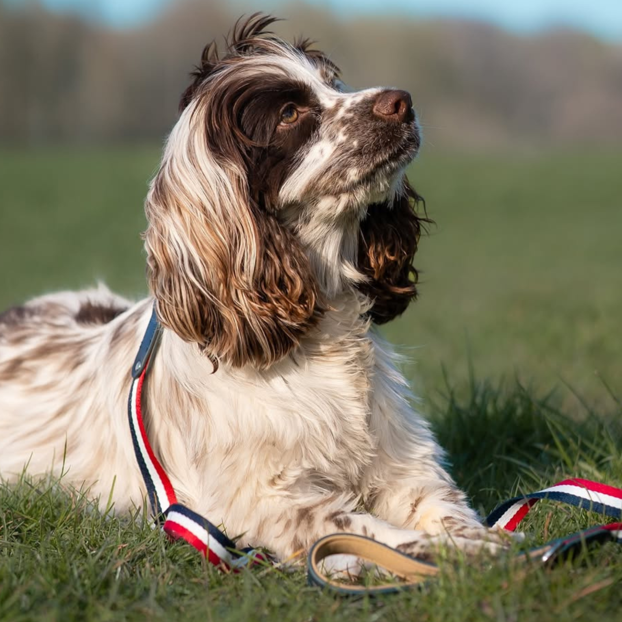 Bentley Collar & Leash Set