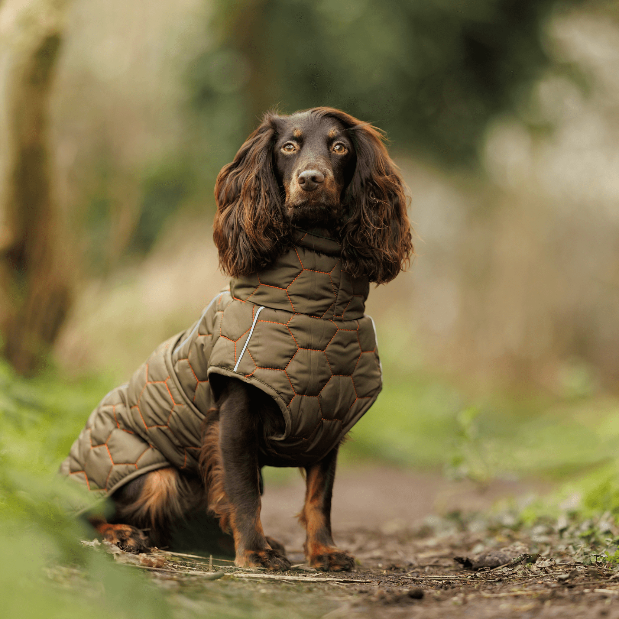 Honey Comb Winter/Spring Water Proof Dog Coat - Luther Bennett