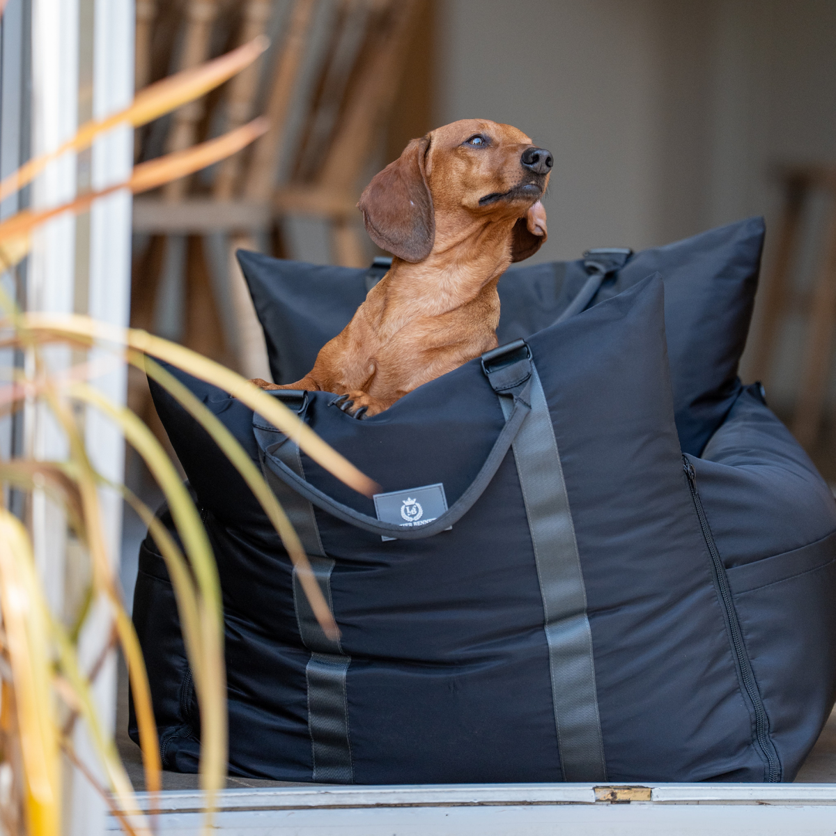 Diesel Travel Dog Pod, Classic