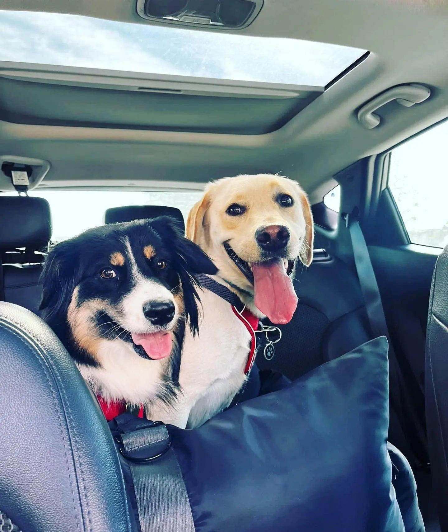 Where to buy a large dog car seat