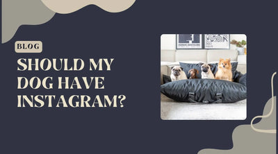Why Your Dog Needs an Instagram.