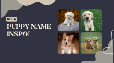100 Unique Dog Names for Your New Puppy