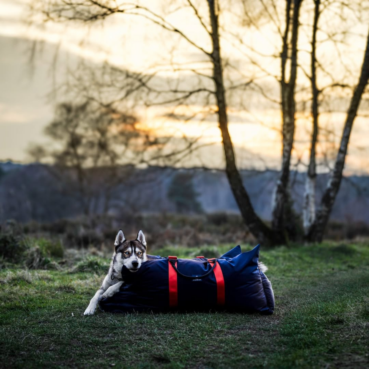 Step-by-Step Guide on How to Get Your First Brand Ambassador Deal as a Doggy Influencer