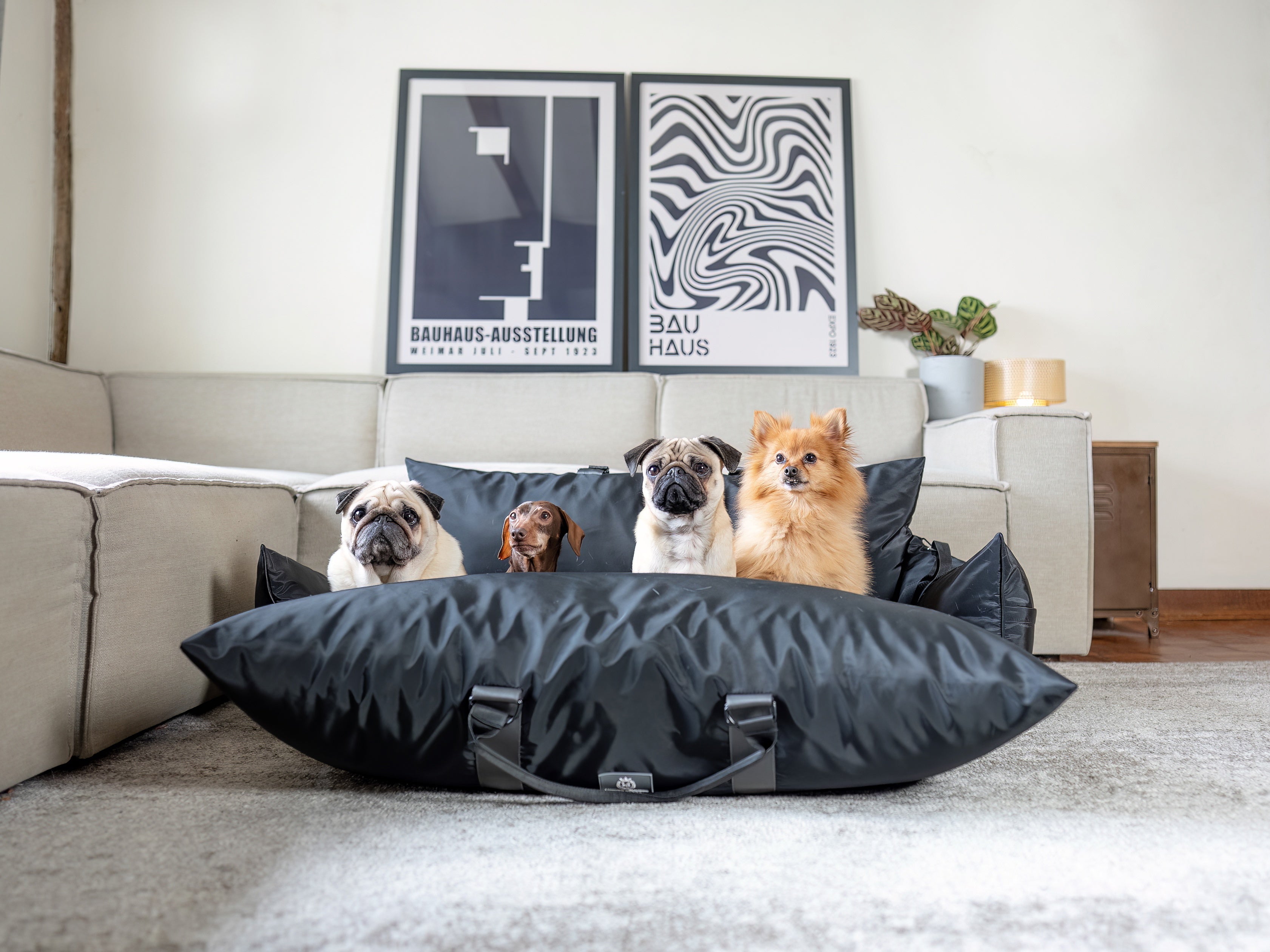 How to Choose the Perfect Size Luther Bennett Travel Pod for Your Dog