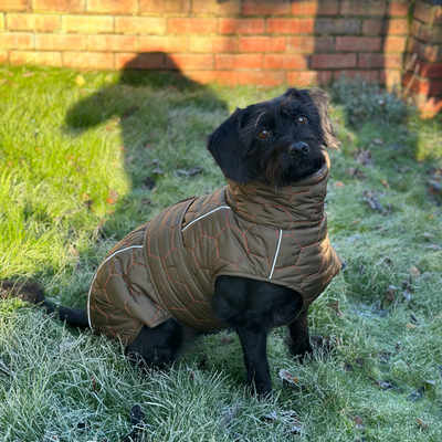 Honey Comb Winter/Spring Water Proof Dog Coat