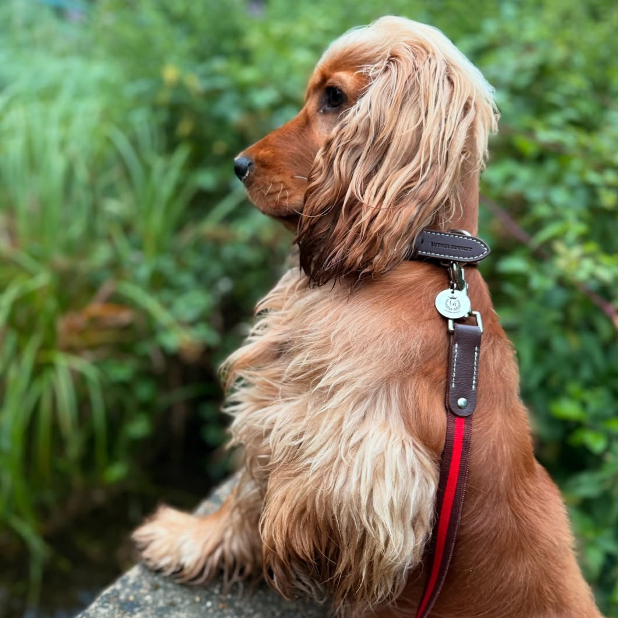 Cooper Collar & Leash Set