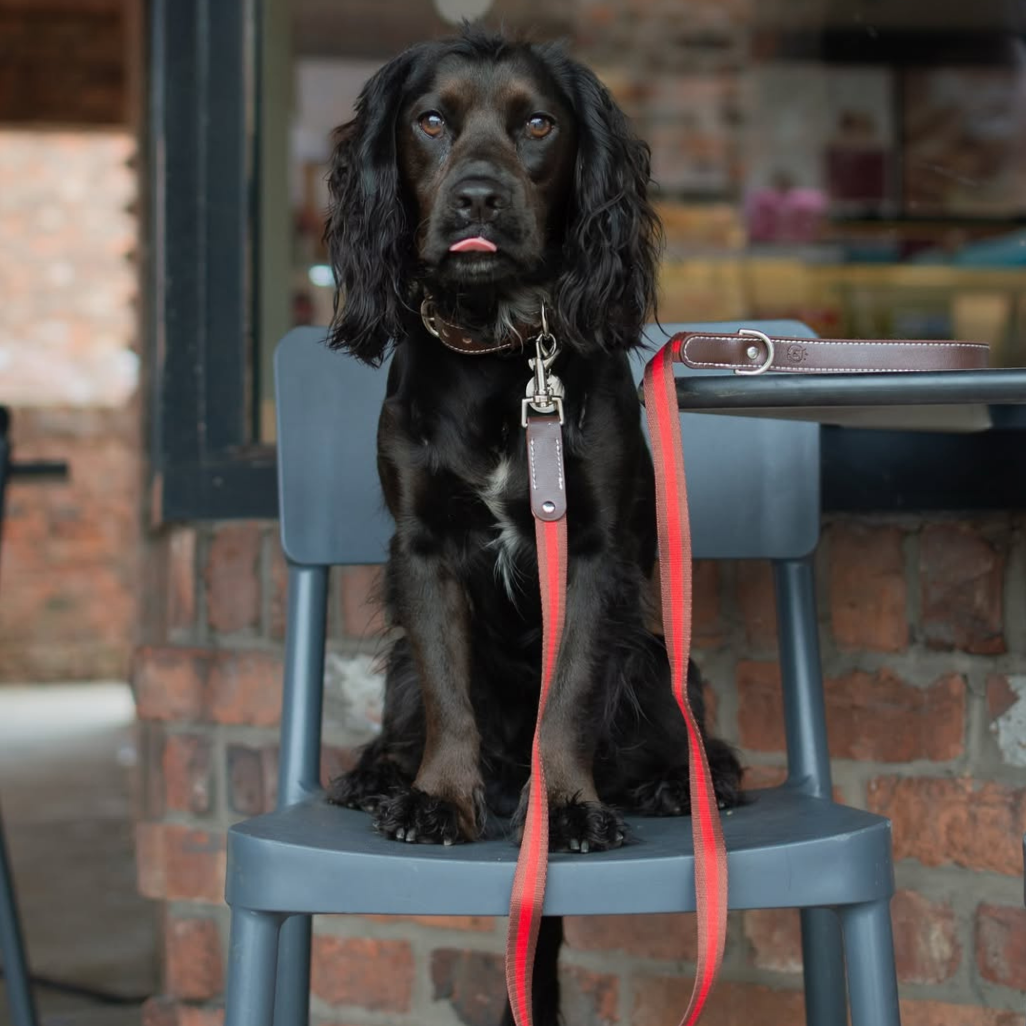 Cooper Collar & Leash Set