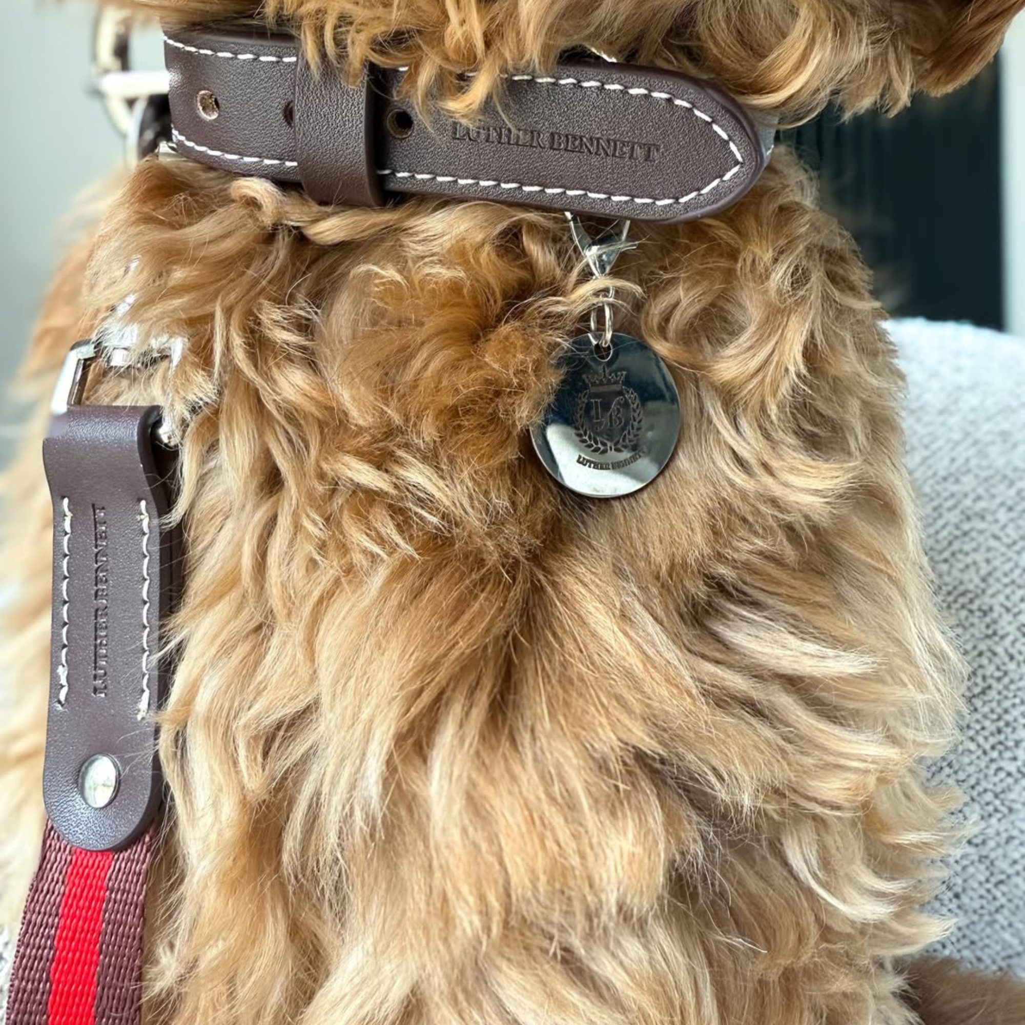 Cooper Collar & Leash Set