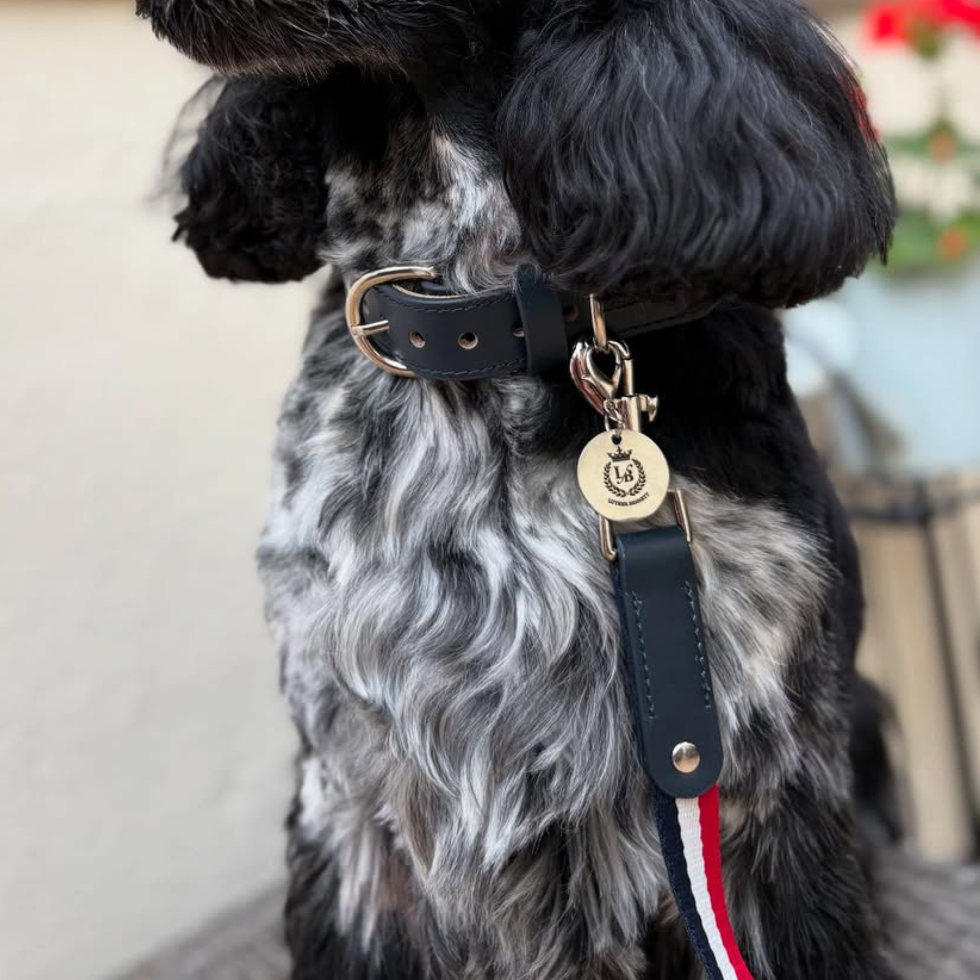 Bentley Collar & Leash Set