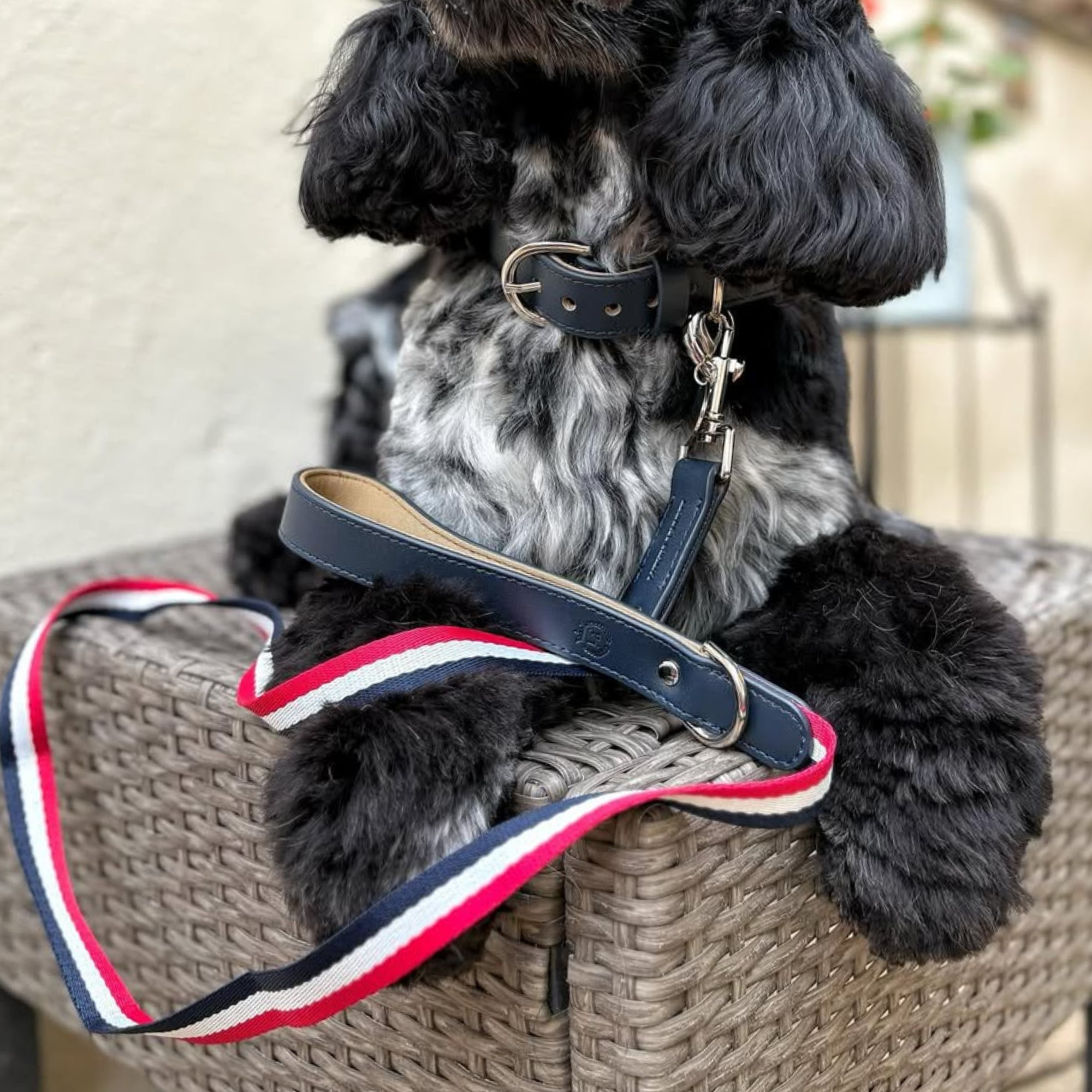 Bentley Collar & Leash Set