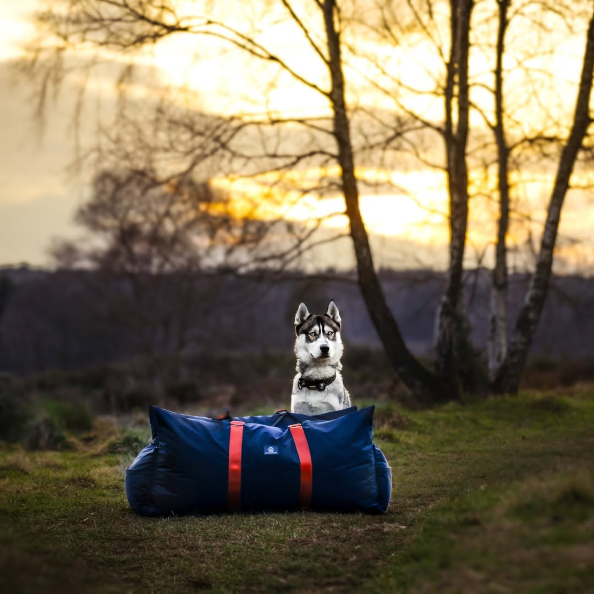 Travel Dog Pod XL - Now With Isofix