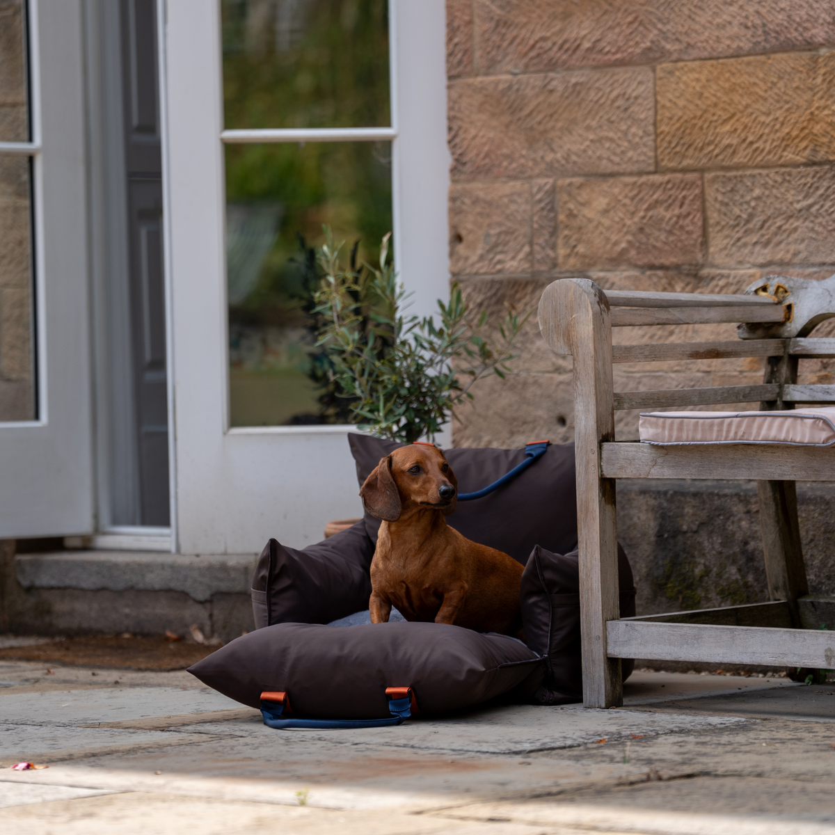 Coffee Travel Dog Pod, Classic
