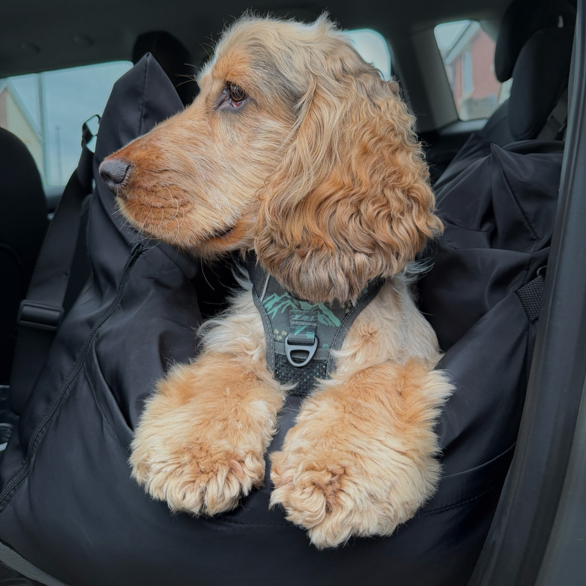Diesel Travel Dog Pod, Classic