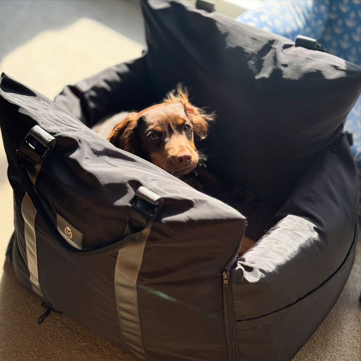 Diesel Travel Dog Pod, Classic
