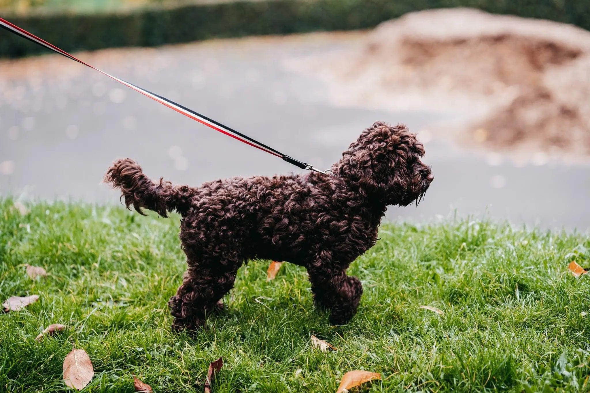 Bentley Collar & Leash Set - Luther Bennett